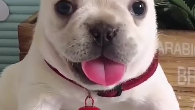 Cute baby Dog funny videos