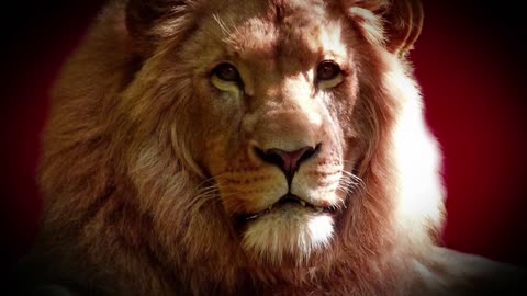 I really wanna own a lion.
