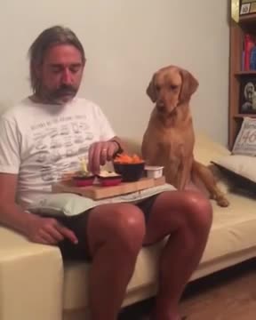 Dog looks at its owners' plate of food and then looks away as he gets caught