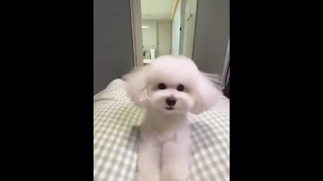 Cute dog