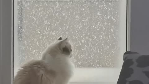 My cat sees snow for the first time