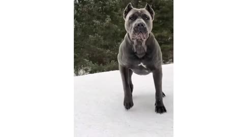 Pitbull training in ice