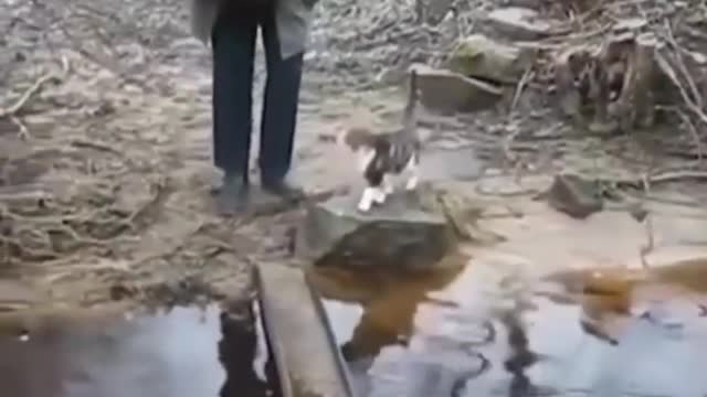 funny animals | try not to laugh | funny videos animals 2021 New video