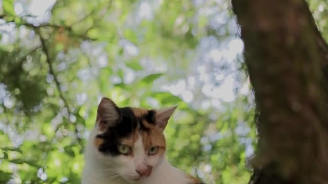 cat is so cute