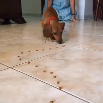 My dog following the feed trail!