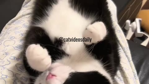 Cute Cat Video Adorable Cat Video Kitten Video Sleeping Cat Video Lovely Cat Cute Cat Baby Video 25