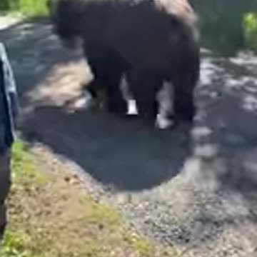 Giant Bear Casually Walks Past Tourists in Alaska's Katmai National Park