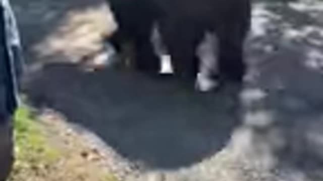 Giant Bear Casually Walks Past Tourists in Alaska's Katmai National Park