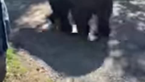 Giant Bear Casually Walks Past Tourists in Alaska's Katmai National Park