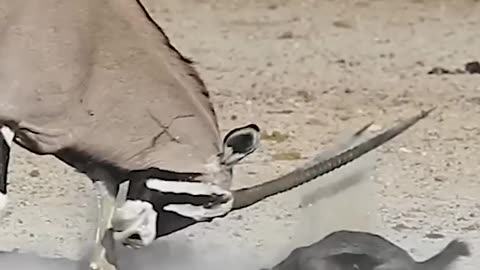 Honey Badger messed with the wrong Oryx
