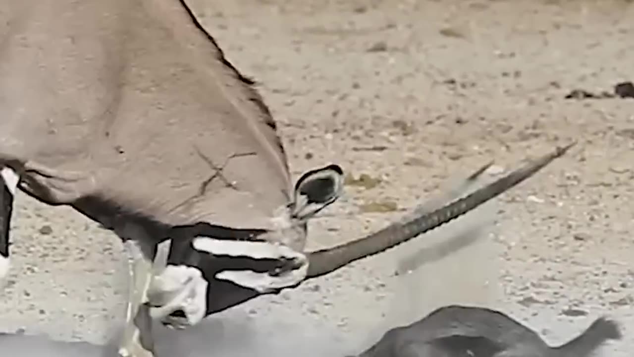 Honey Badger messed with the wrong Oryx