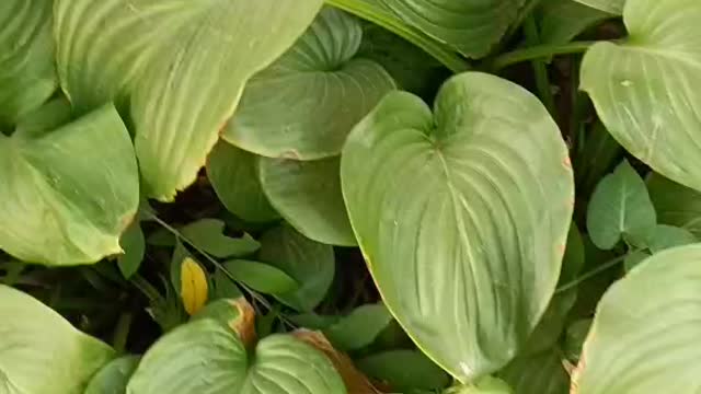 These flowers are dying