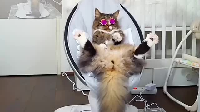 Cat enjoy time