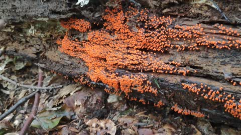 Rotköpfiger Schleimpilz trichia decipiens