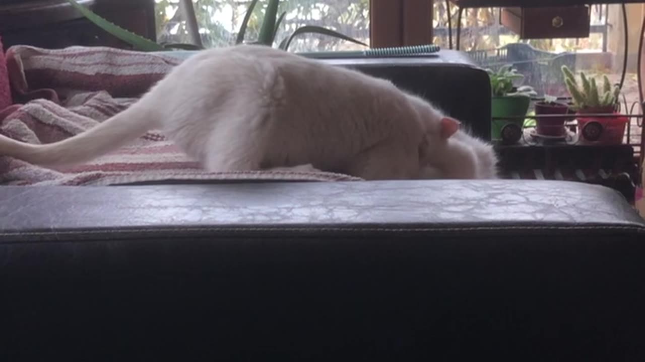 Sumo Millie v Manilli Quarter Final Match