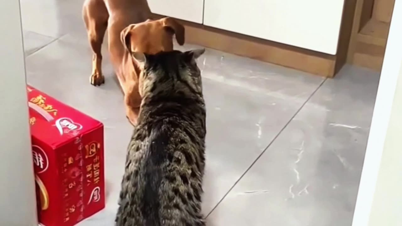 🥰😍🤩😋😉😚😗😘🤟👌👍 funny dog video|funny video|dog funny video 🥰😍🤩😋😉😚😗 #cat #funny #dog #ca #funniestvideo