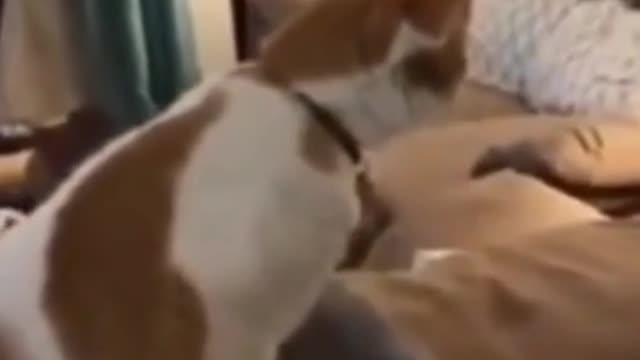 Funny Cat Reaction To Magic Trick with Blanket