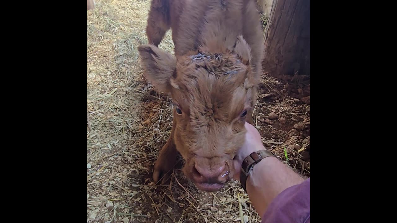 Athena's new baby girl... #minihighland #minihighland #highlandcow