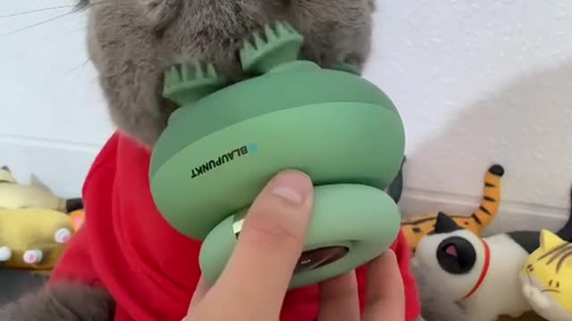 THE BEST FUNNY CAT VIDEOS OF THE WEEK 😸CUTEST CATS | YUFUS