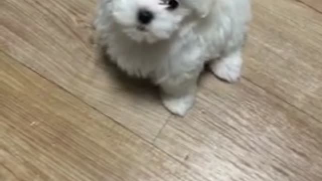 Baby Maltese "suri"