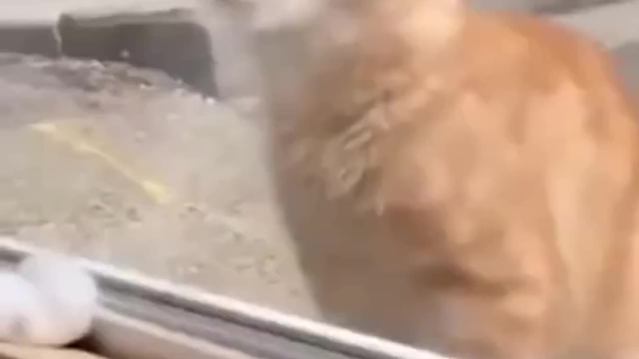 Cats being funny and scared