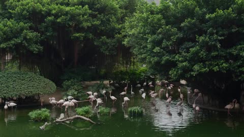 Wildlife's & Funs