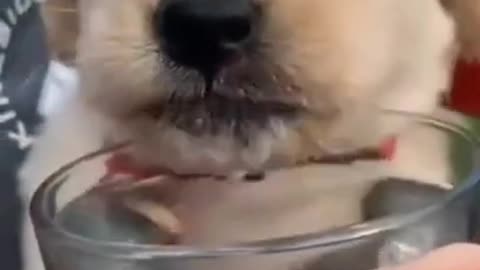 Funny dog video