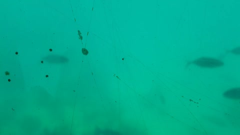 Fish underwater in Jamaica