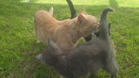 CUTE CATS