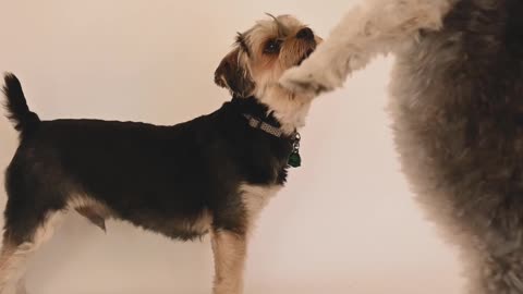 athletic dog