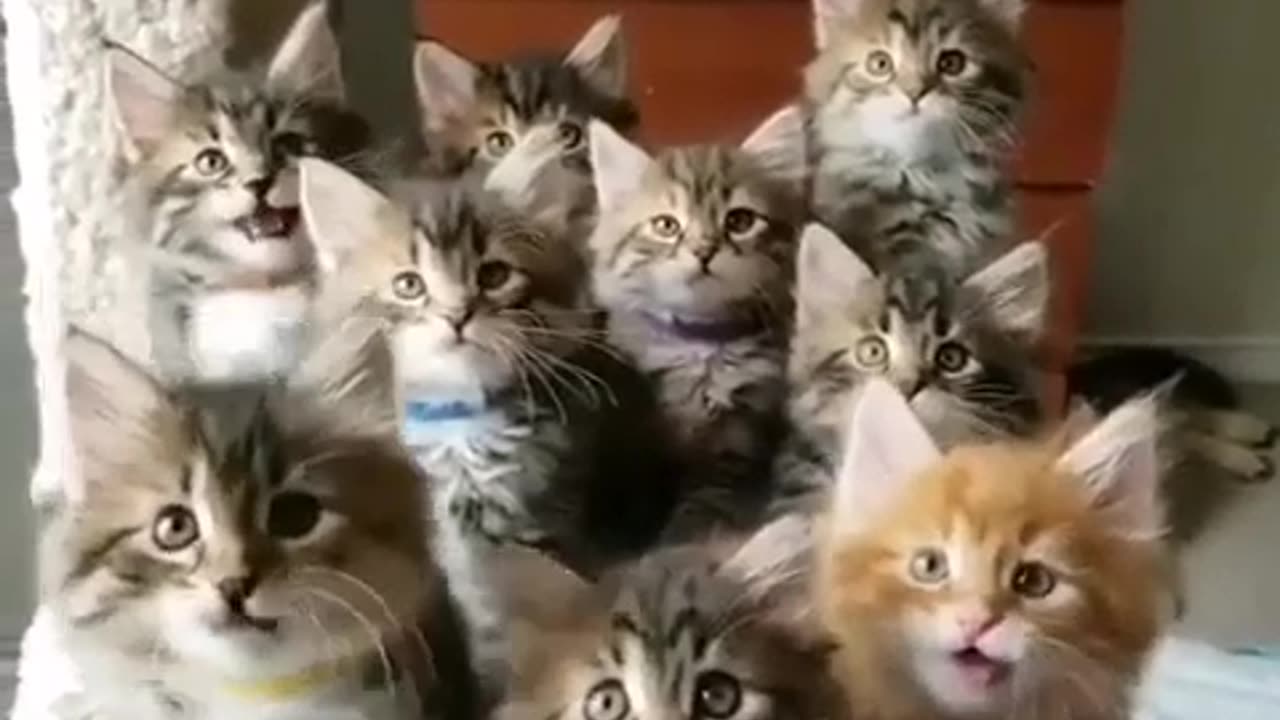 animals_funny_videos