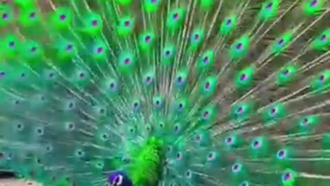Beautiful peacock 🦚