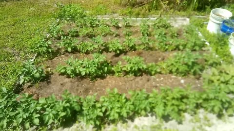 survival gardening potatoes