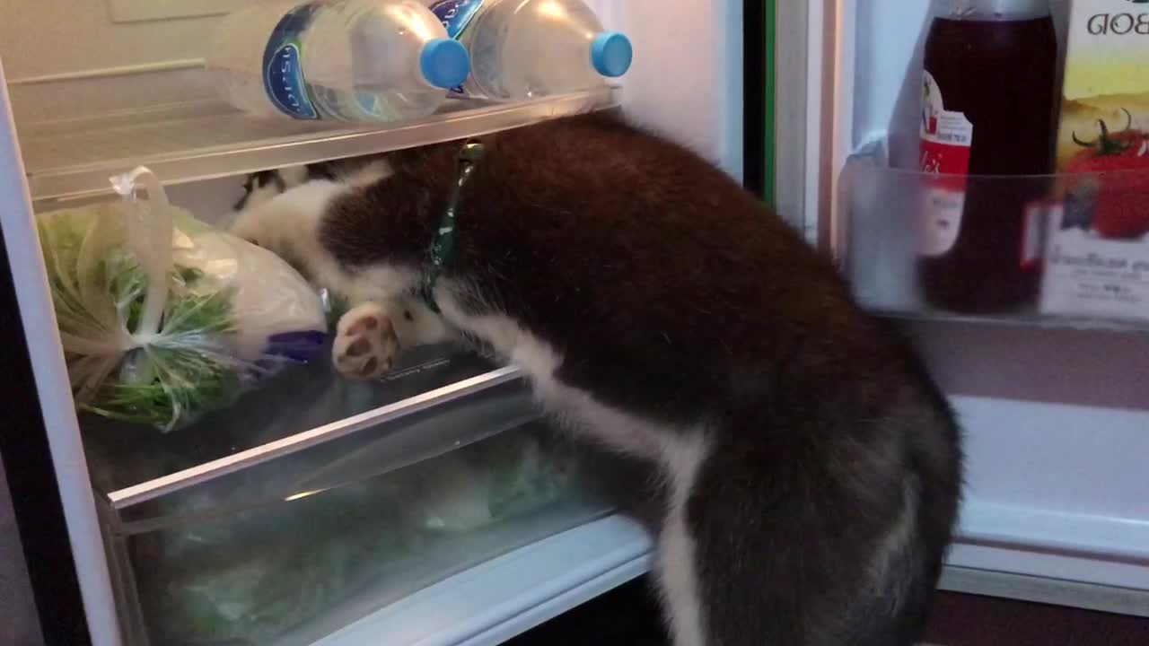 Husky Puppy Tries to Fit in Fridge