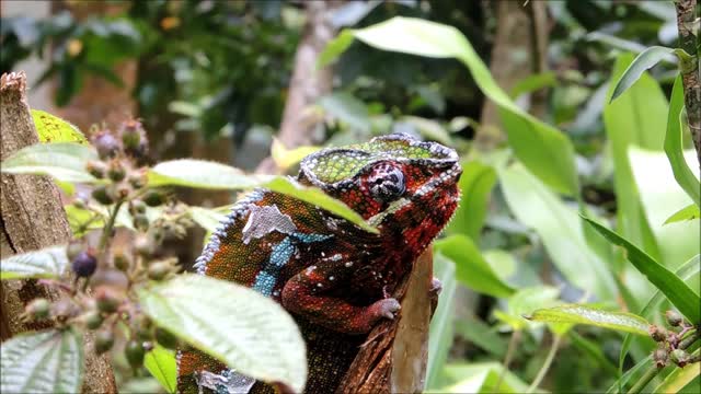 Panther Chameleon Eye Rolling Over For Enemy Near Tree Branch