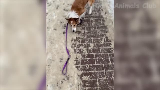 Funniest Animals Videos - Best Cute Cats😹 and Crazy Dogs🐶 Videos 2022!