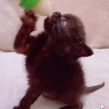 قطة صغيرة ترضع الحليب انضر ماذا فعلت