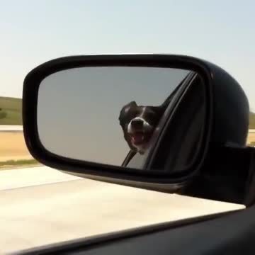 How to bite 100’s of cars in your trip