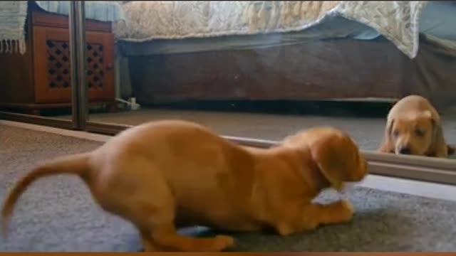 Cute And Funny Puppy Fighting With Himself On Mirror