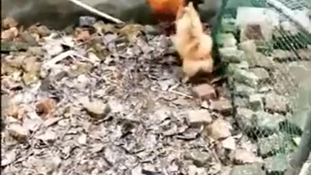 Dog Fights a Chicken - Worth a Good Laugh