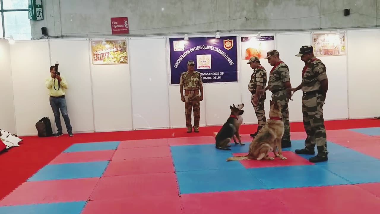 Dog training | The dog that understands police signals