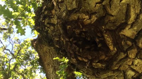 The Art of Log Hive Making