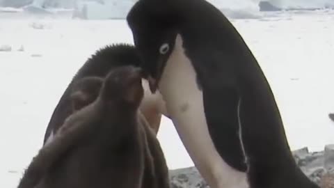 The newborn penguins spend the winter under the protection of their mother