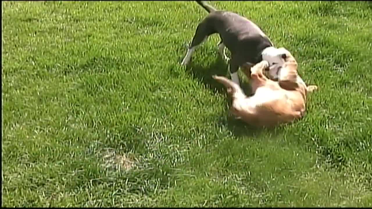 doggie wrestling stars