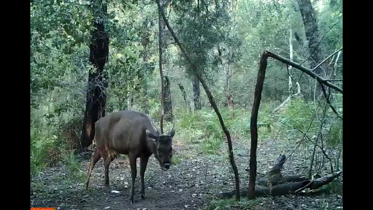 Sambar Deer Behaviour. Preaching.