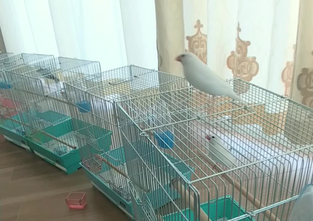 わさび対策グループの放鳥①