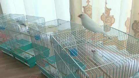 わさび対策グループの放鳥①