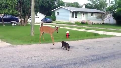 Intelligent Cat & Deer