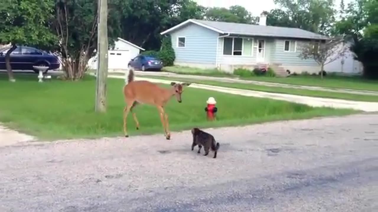 Intelligent Cat & Deer