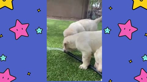 Little Buddy was Thirsty!!